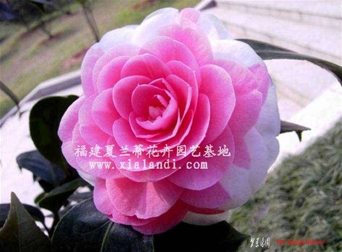 cb1118bd6739ffe0fdfc1500[1].jpg