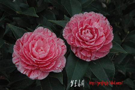 20071022185940[1].jpg