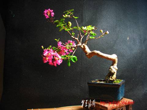 ap_F23_20090825054915236.jpg