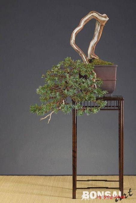 004a_fischer_juniperus7_20100302_1023028659.jpg