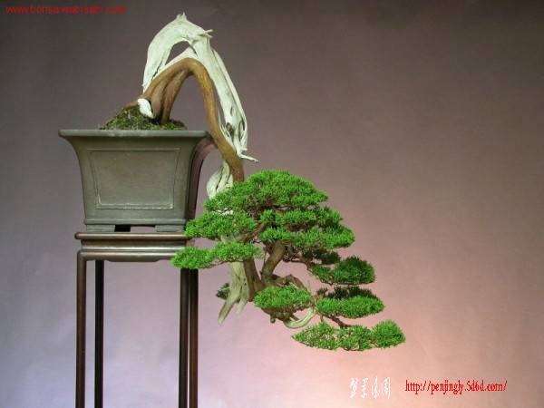 10juniperus-chinensis-shinpaku-dai_po-600x450.jpg