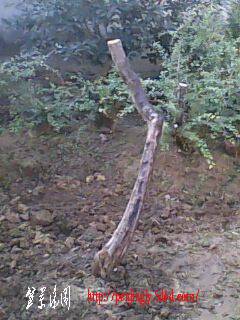 IMG0017A.jpg