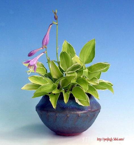 Minihosta_02.jpg