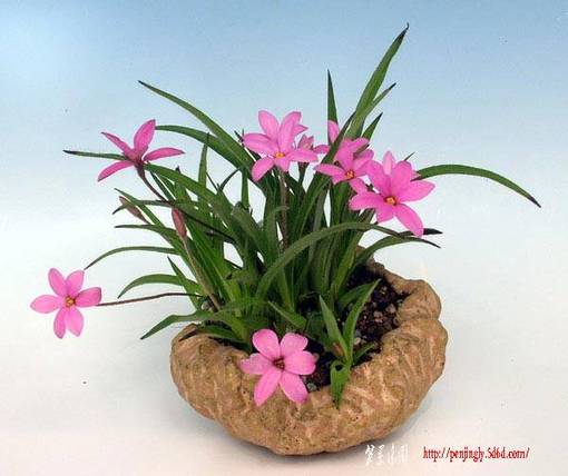 Rhodohypoxis01.jpg