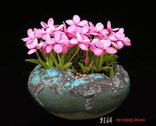 Rhodohypoxis15.jpg