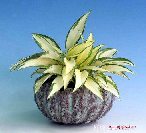 Minihosta_01.jpg