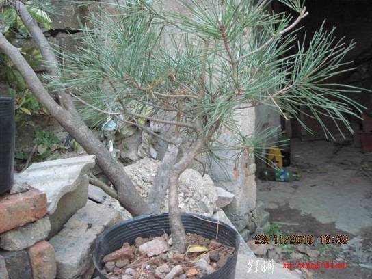 2010.11.23�⼸����ɽ�� 018.jpg