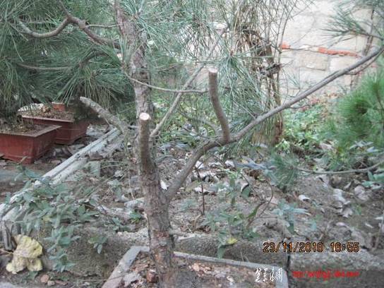 2010.11.23�⼸����ɽ�� 013.jpg