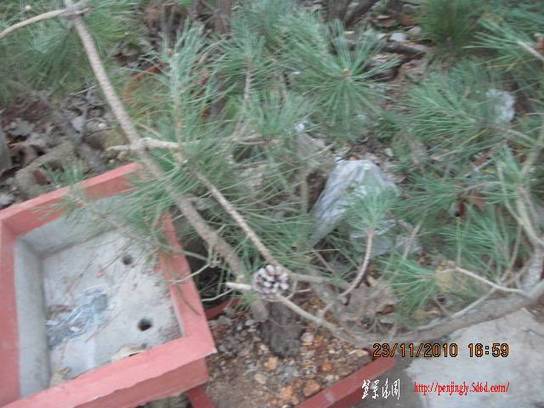 2010.11.23�⼸����ɽ�� 024.jpg