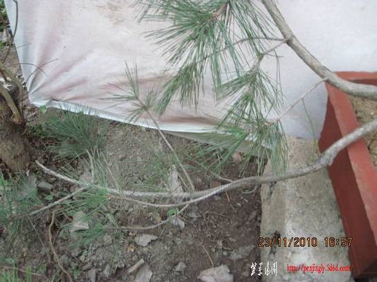 2010.11.23�⼸����ɽ�� 015.jpg