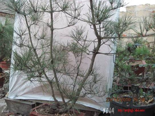 2010.11.23�⼸����ɽ�� 012.jpg