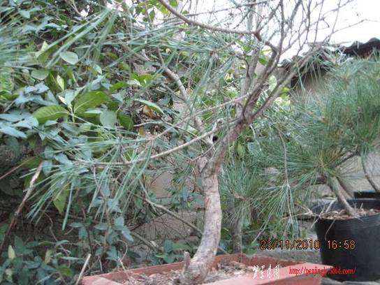 2010.11.23�⼸����ɽ�� 017.jpg