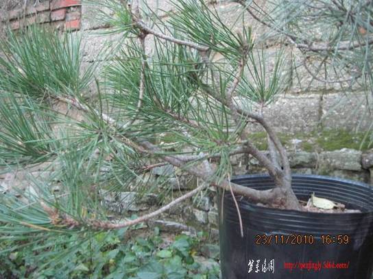 2010.11.23�⼸����ɽ�� 022.jpg