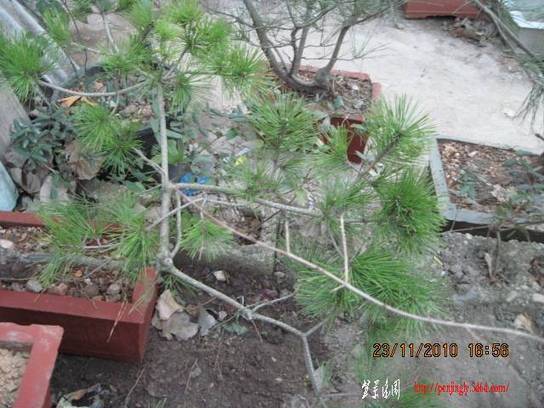 2010.11.23�⼸����ɽ�� 014.jpg