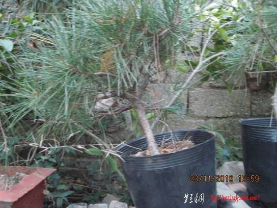 2010.11.23�⼸����ɽ�� 020.jpg