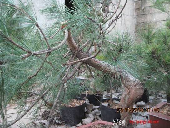 2010.11.23�⼸����ɽ�� 026.jpg