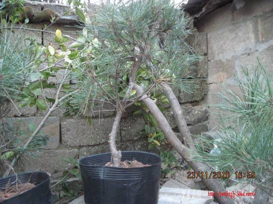 2010.11.23�⼸����ɽ�� 019.jpg