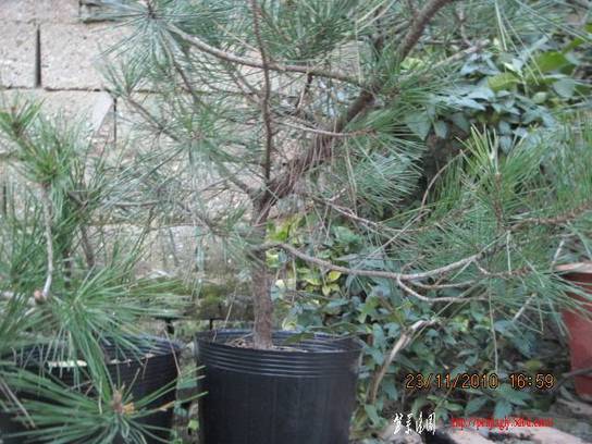 2010.11.23�⼸����ɽ�� 021.jpg