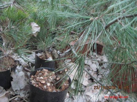 2010.11.23�⼸����ɽ�� 027.jpg