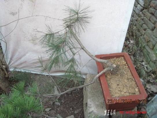 2010.11.23�⼸����ɽ�� 016.jpg