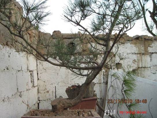 2010.11.23�⼸����ɽ�� 005.jpg