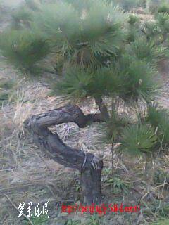 IMG0022A.jpg