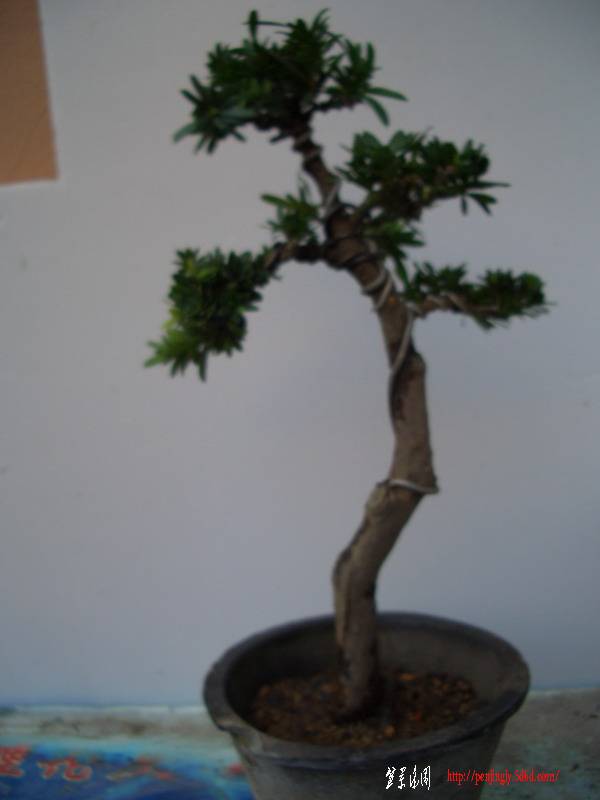 CIMG25671111.JPG