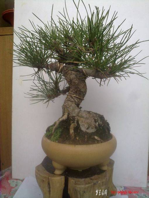 20101128045.JPG