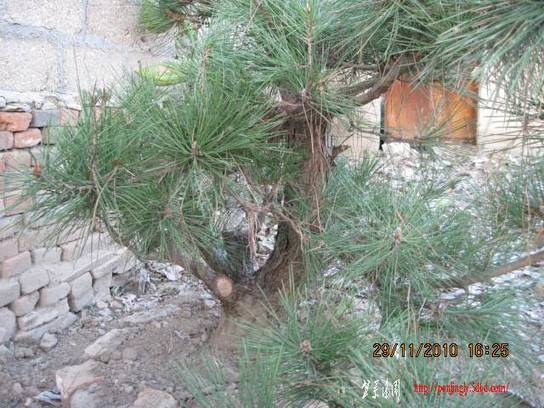 2010.11.29��ɽ�� 011.jpg