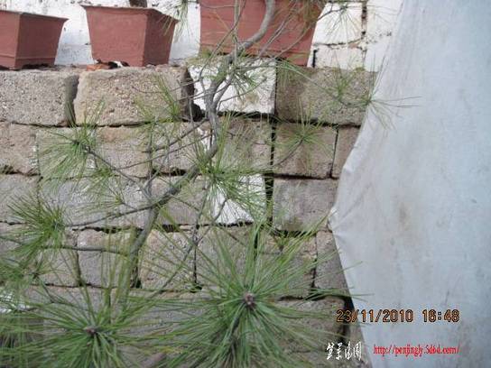 2010.11.23�⼸����ɽ�� 003.jpg