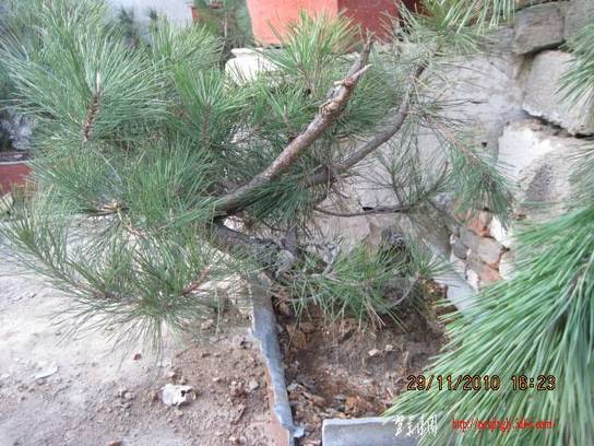 2010.11.29��ɽ�� 005.jpg