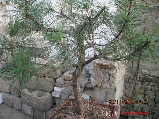 2010.11.29��ɽ�� 003.jpg