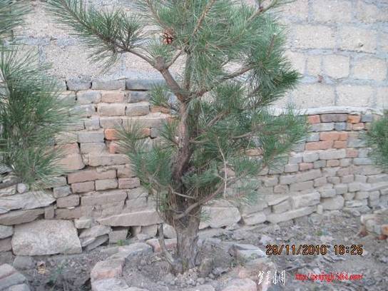 2010.11.29��ɽ�� 010.jpg