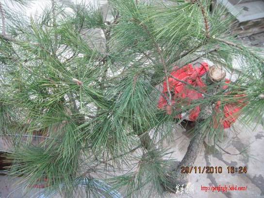 2010.11.29��ɽ�� 008.jpg