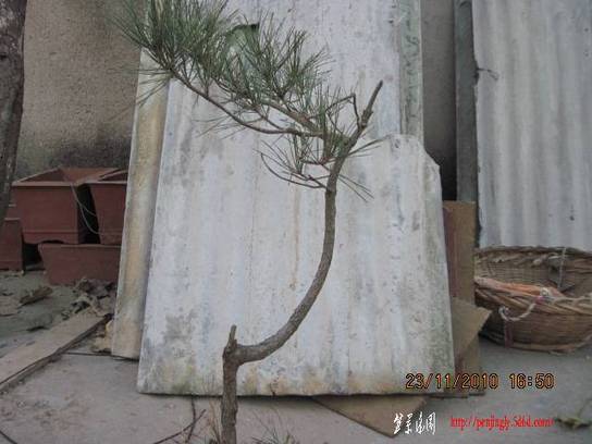 2010.11.23�⼸����ɽ�� 008.jpg