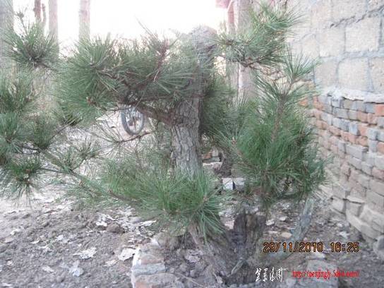 2010.11.29��ɽ�� 012.jpg