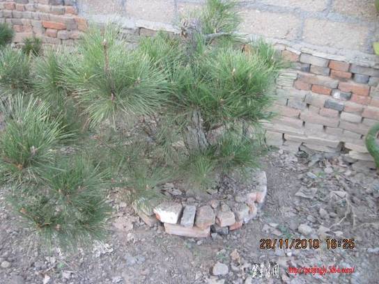 2010.11.29��ɽ�� 013.jpg