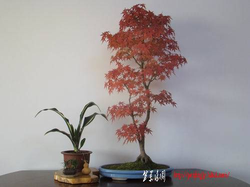 DSC08218.jpg