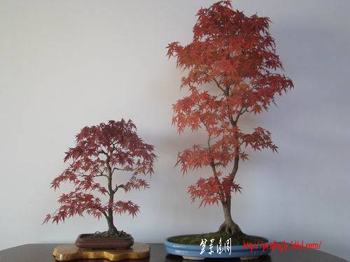 DSC08220.jpg