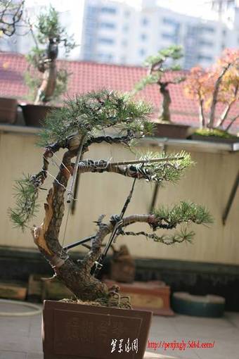 IMG_8388.JPG