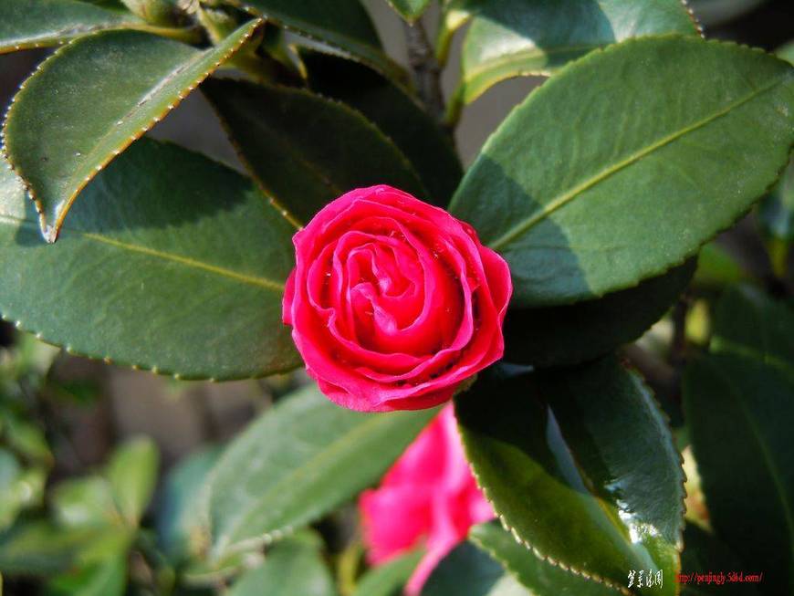 DSCN1635.JPG