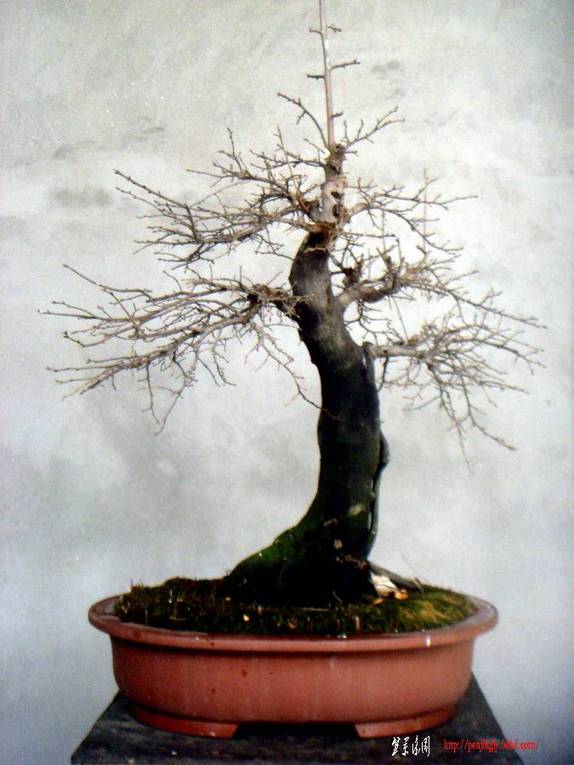Ʒĸѻ4.JPG