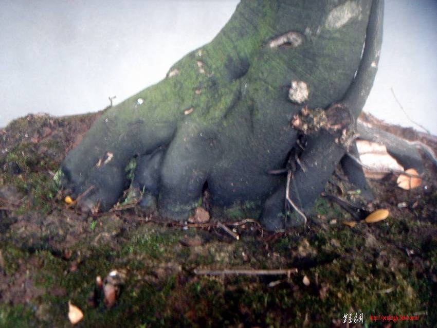 Ʒĸѻ2.JPG