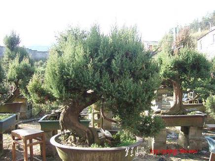 DSCF5403.JPG