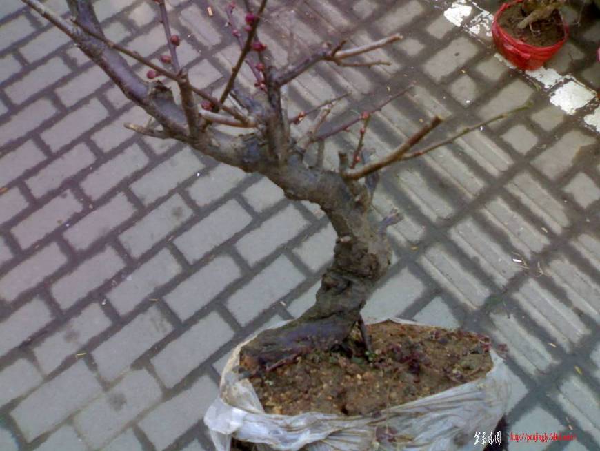 20101218155.jpg