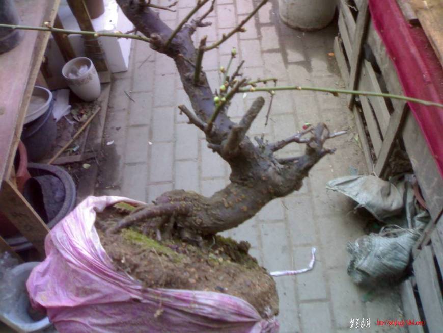 20101218148.jpg