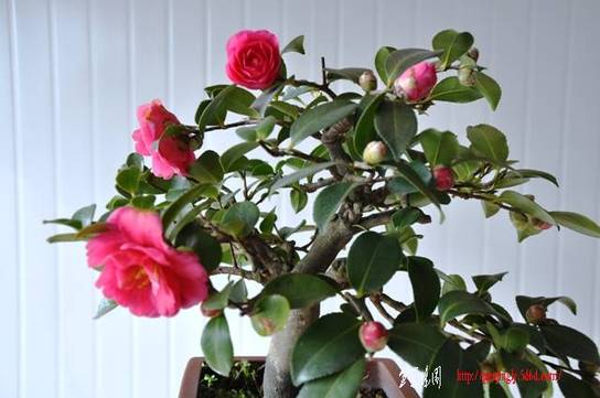 Ƭ 015.jpg