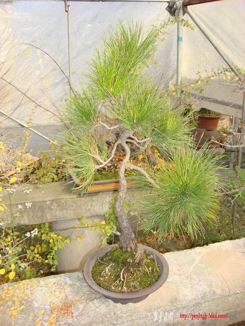 ��ת DSC06519g.jpg