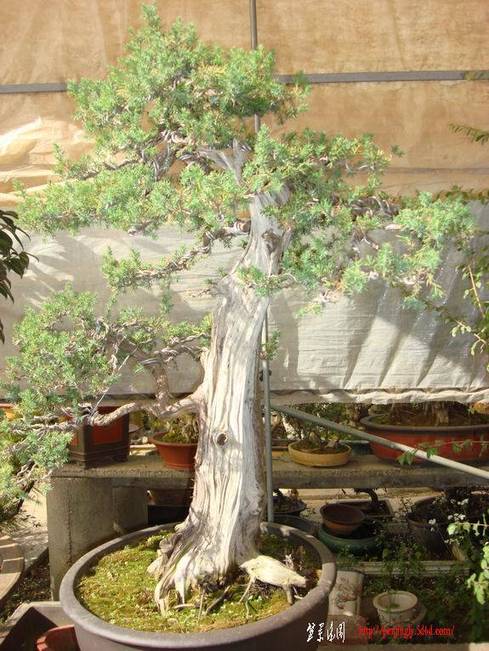 ��ת DSC06527gjpg.jpg