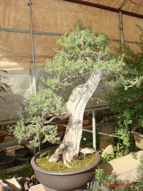 ��ת DSC06528g.jpg